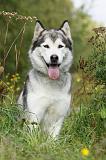ALASKAN MALAMUTE 429